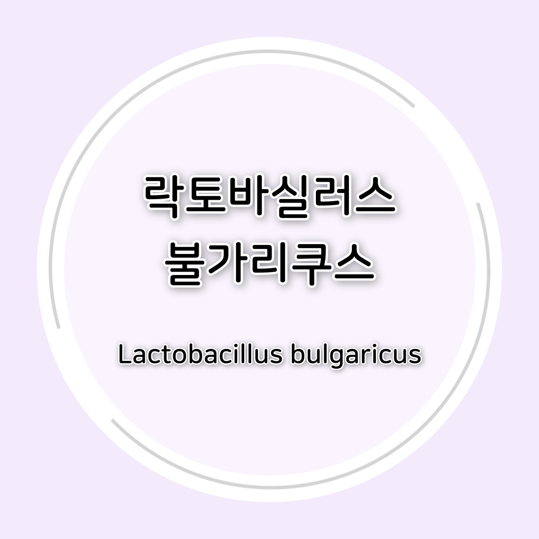 락토바실러스 불가리쿠스(Lactobacillus bulgaricus) 효능 총정리