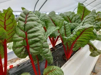 적근대 재배 씨 뿌림 솎음 수확 색 유지_13