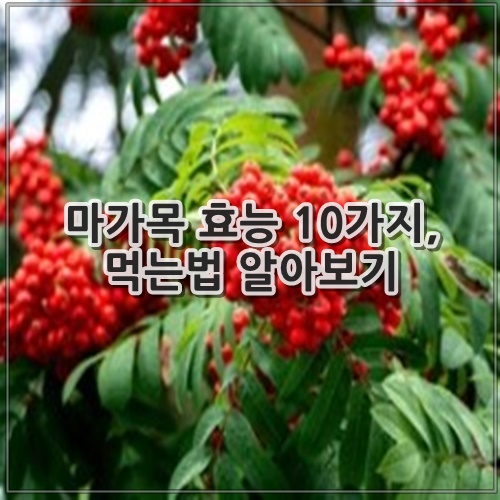 마가목 효능 10가지, 먹는법 알아보기