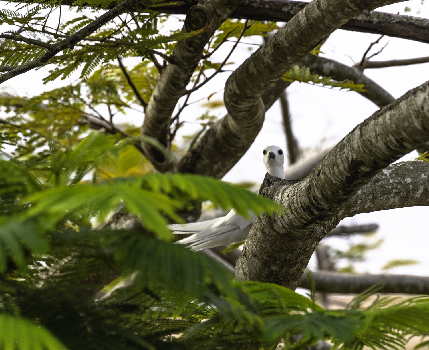 괌 흰제비갈매기