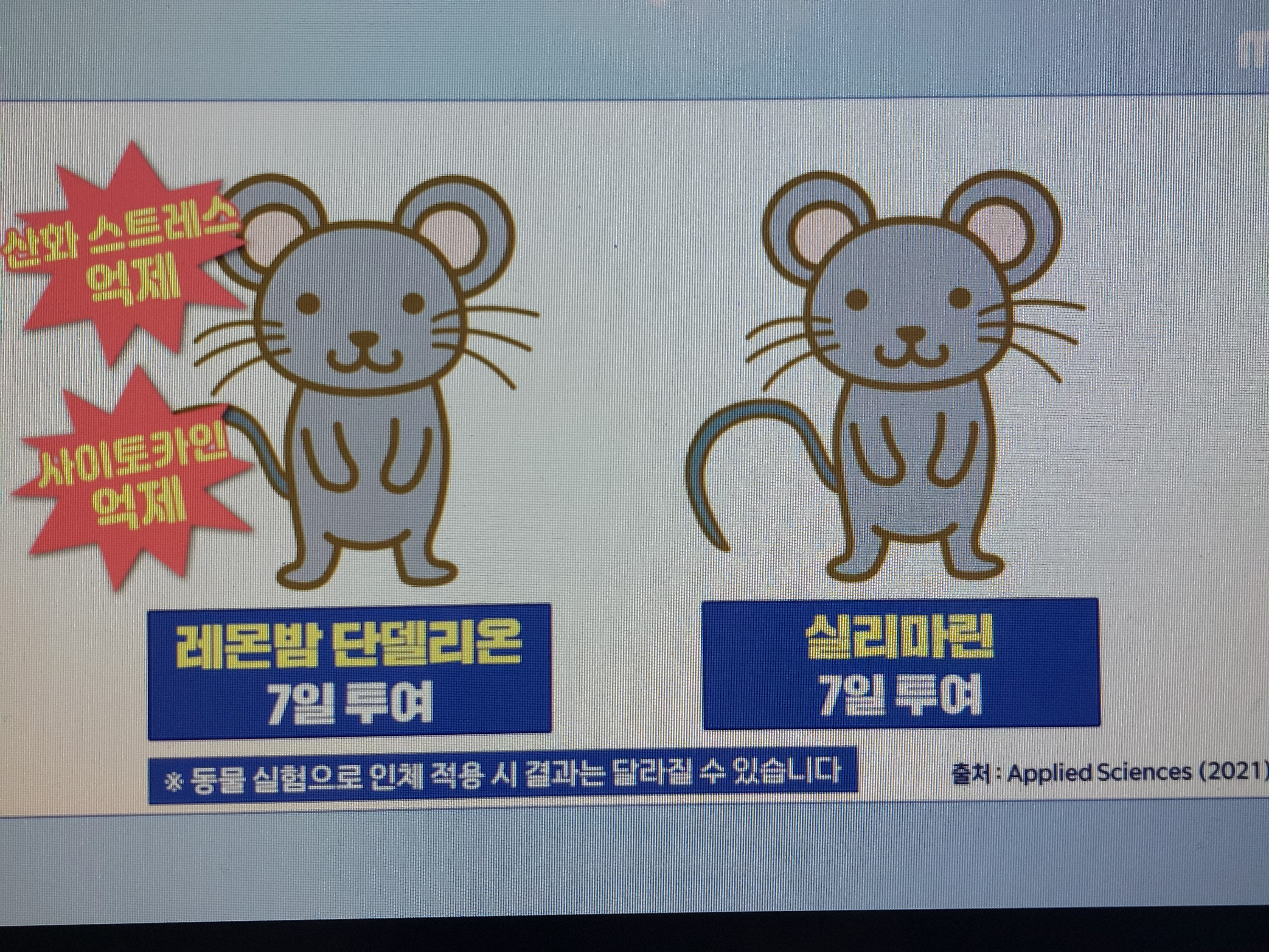 레몬밤 단델리온 효능