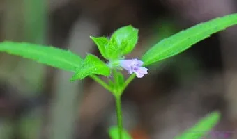 약용식물 가는잎산들깨 석향유 여름철 한방재 건강 효과_20