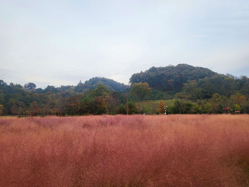 함안 악양생태공원 핑크뮬리