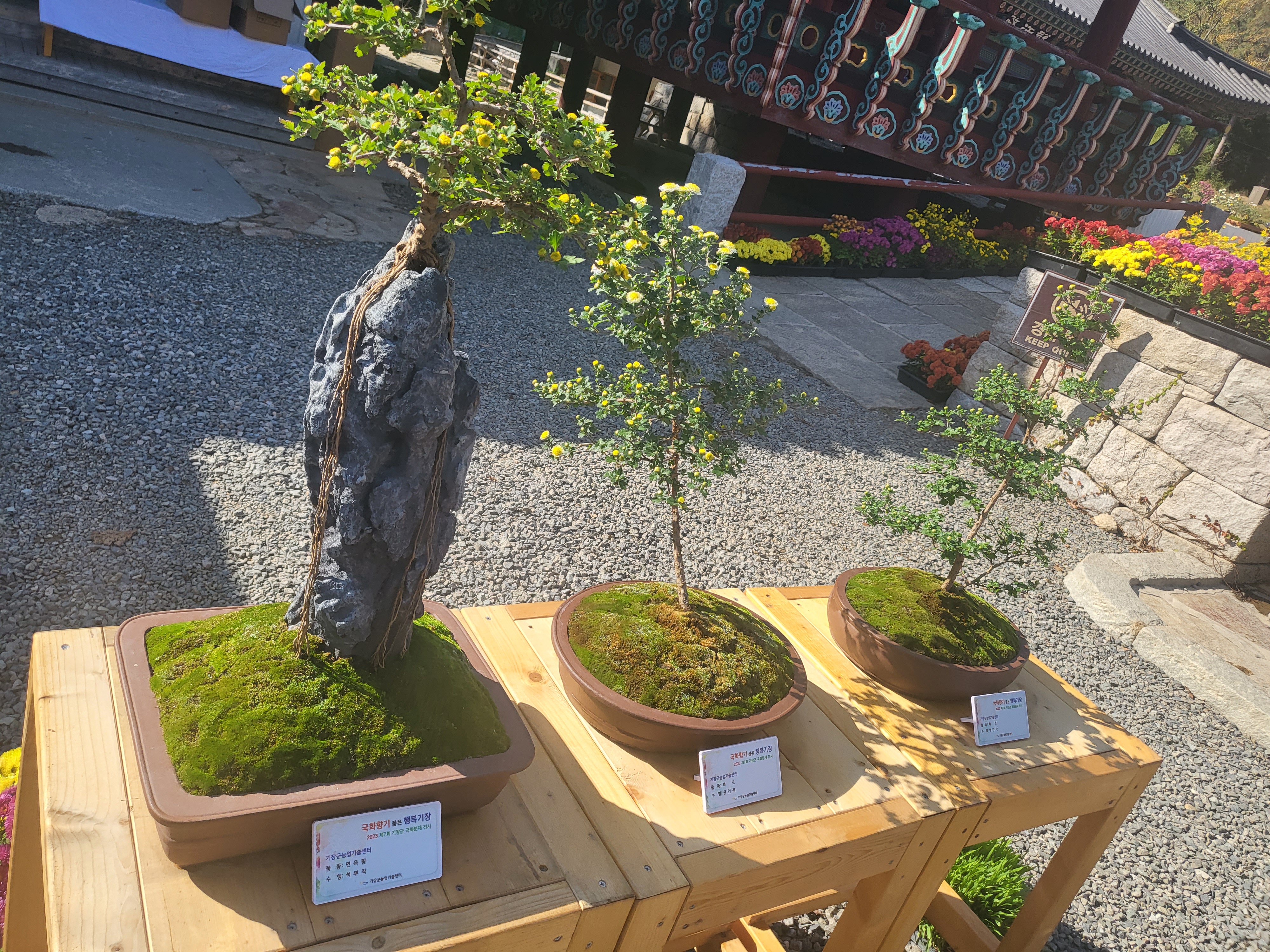 국화 향기 가득한 부산 기장 장안사 제 7회 기장 국화분재전시회가 열렸습니다.