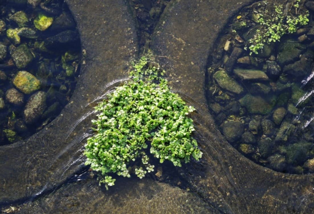 집에서도 가능한 물냉이 재배: 물과 흙에서의 키우기 비교