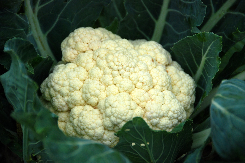 콜리플라워_채소