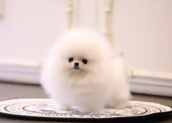 포메라니안 종류 18가지 털색깔 무늬 총정리 자료집_15