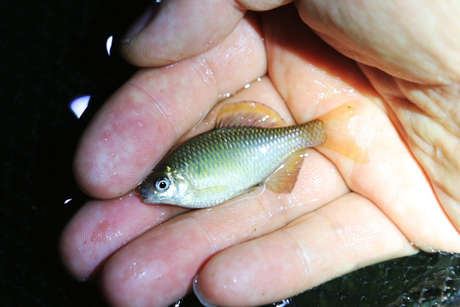 묵납자루, 멸종위기 1급 한국 고유 민물고기|탁란 생태의 신비