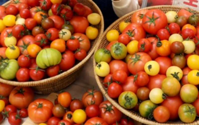 솔라닌의 부작용은?