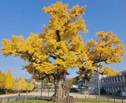 가을에 피는 꽃 은행나무