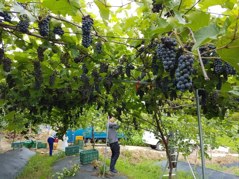 머루 재배 덩굴 유인 전정 관리 당도 올리기_2