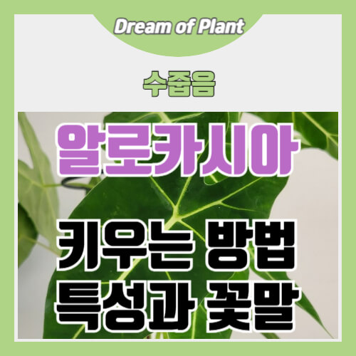 알로카시아 키우는 방법 썸네일 이미지