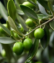 올리브나무 수명 연장하는 법