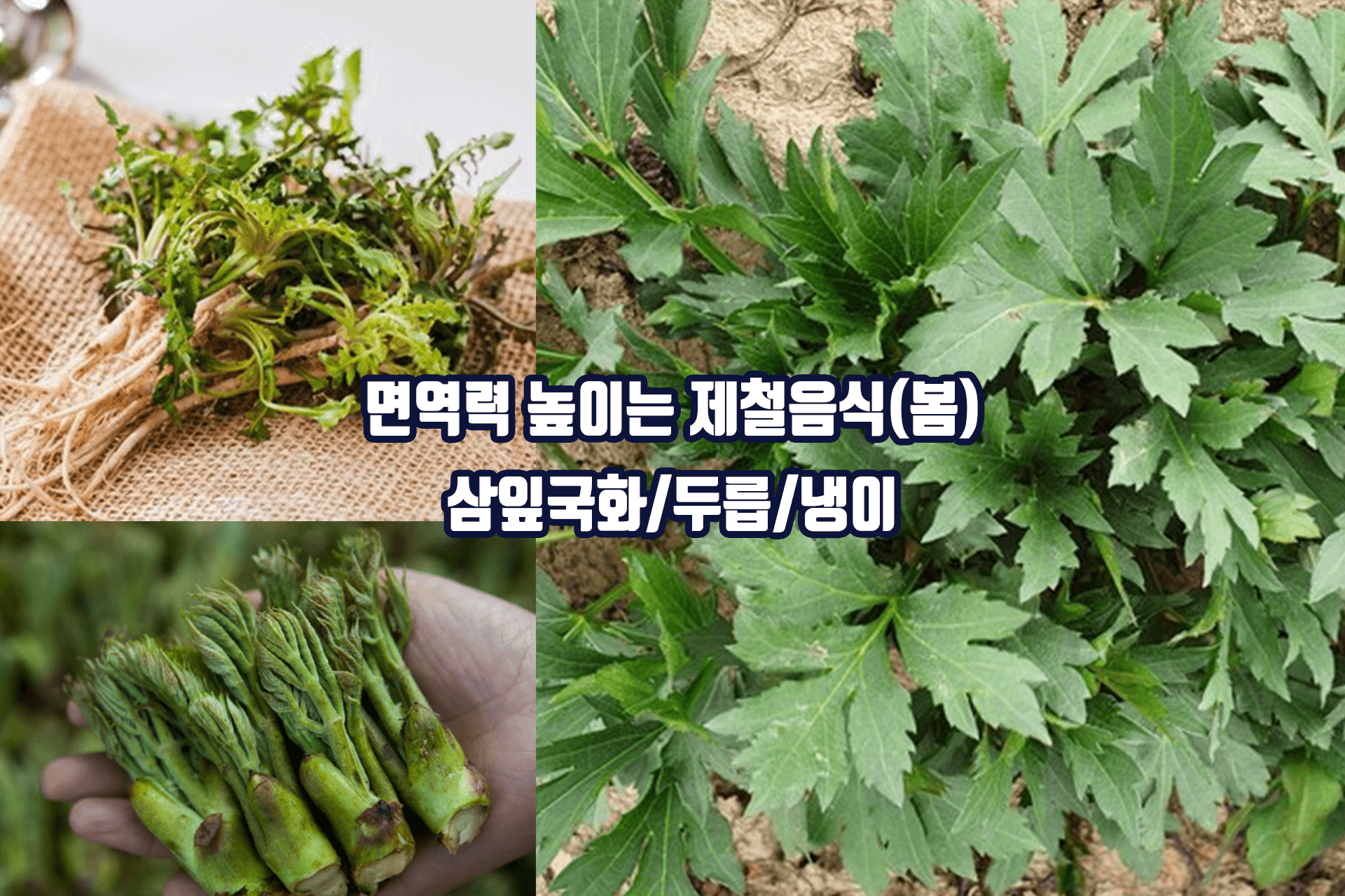 면역력 높이는 봄 제철음식 - 삼잎국화 두릅 냉이