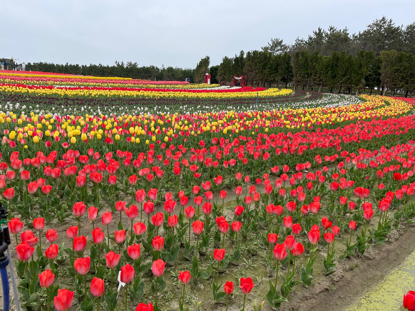 2024 신안 임자도 튤립축제