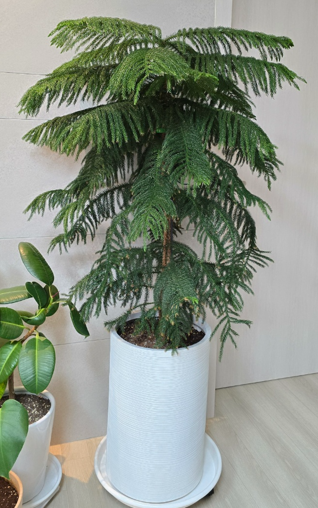 현재아라우카리아의모습