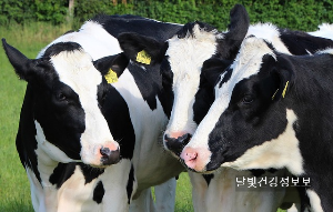 조류인플루엔자 대유행 경고 : 젖소 유래 HPAI A/H5N1의 위험과 대응 방안