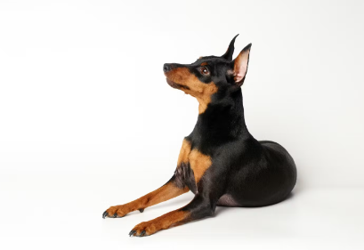 앉아있는 모습의 개.