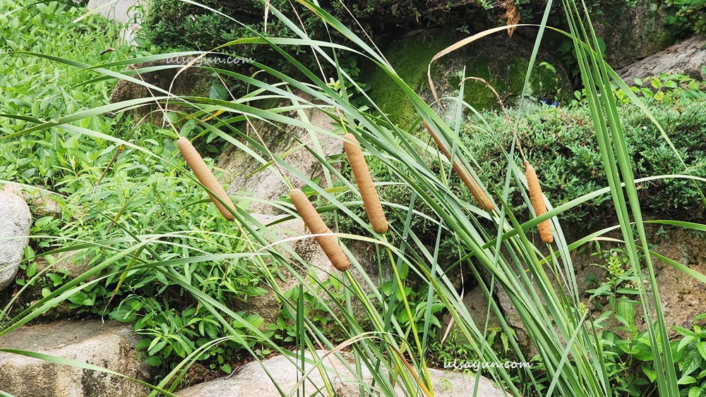 수생식물 부들