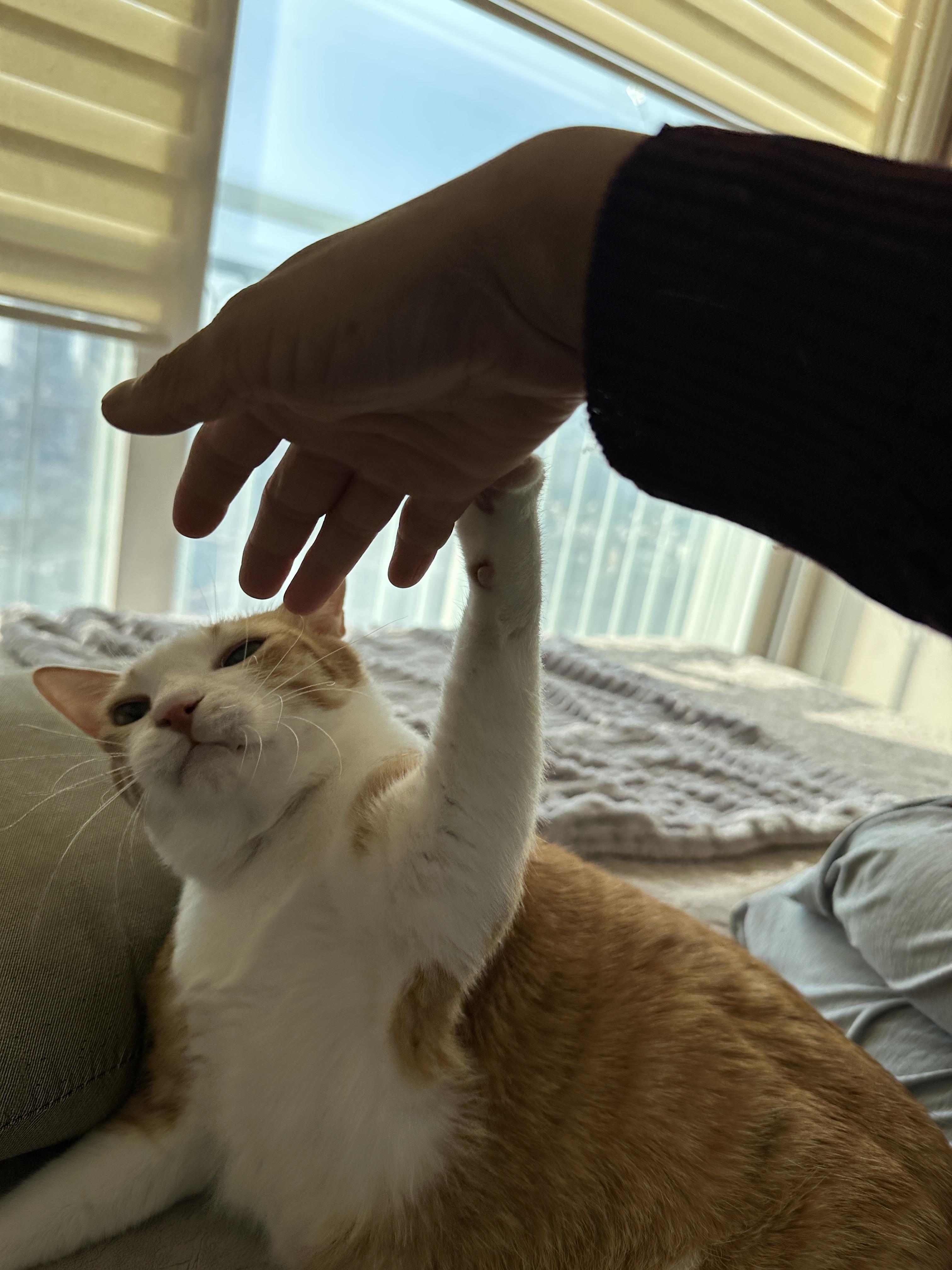 호야는 그루밍으로 애정표현을 한다.