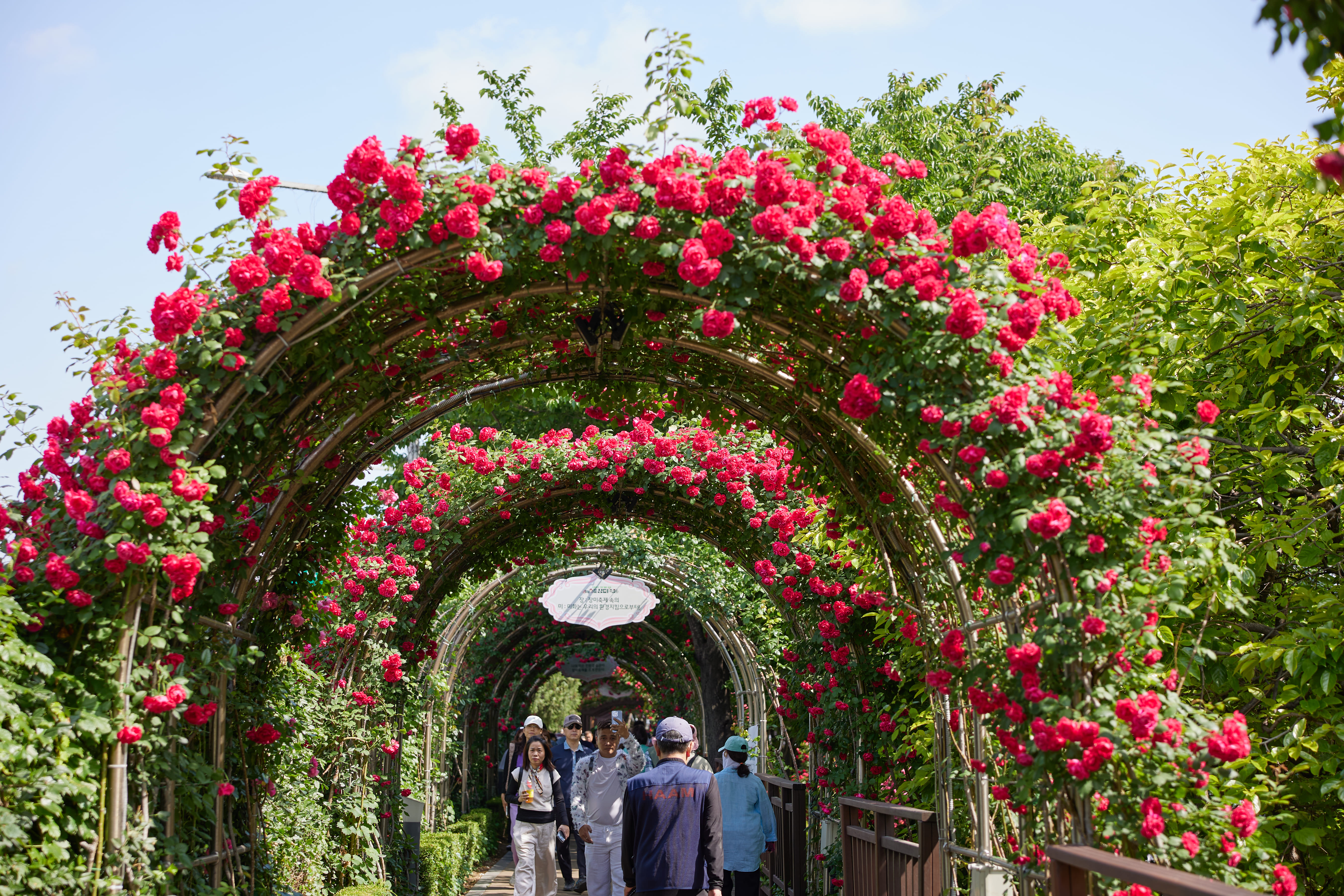 [5월 축제]2025 중랑 서울장미축제❘기간, 일정 및 프로그램, 공연 상세 시간표 정리