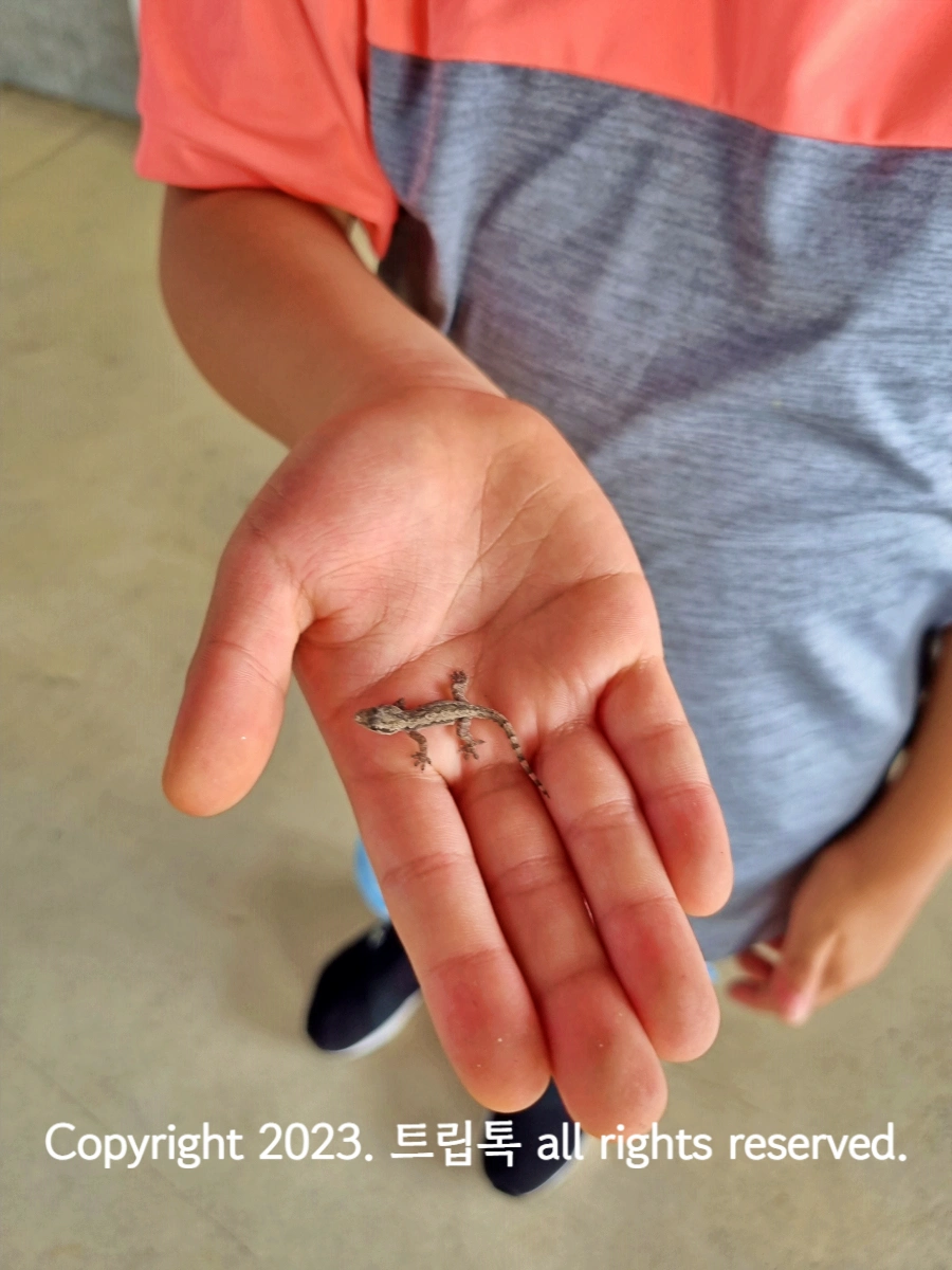 손바닥위에 모래색의 작은 도마뱀이 있다.