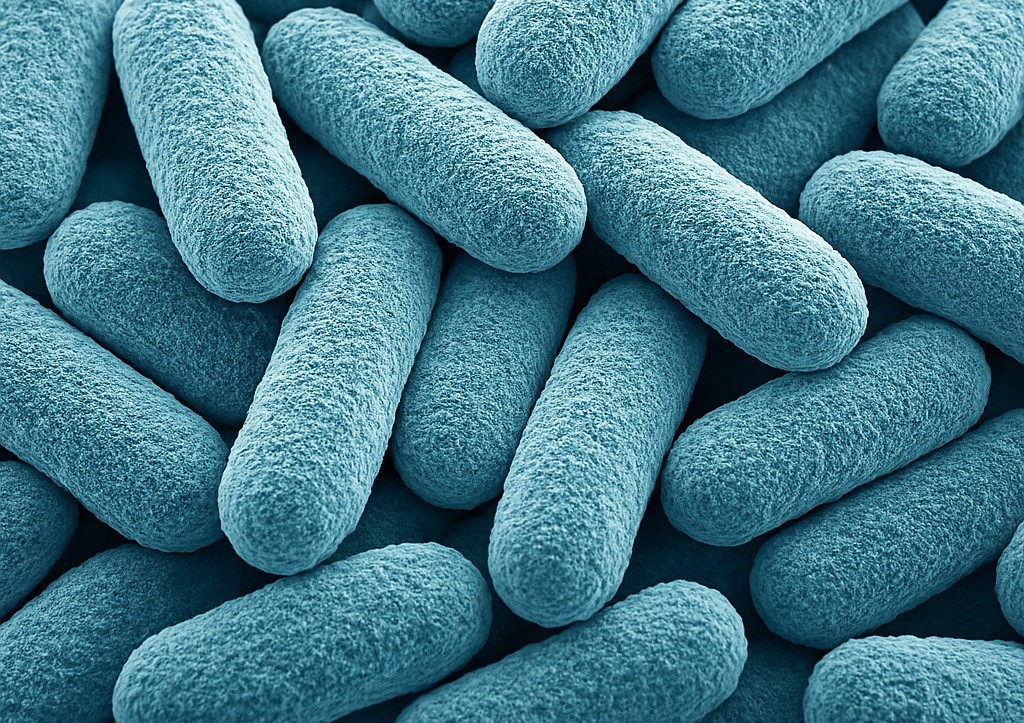 장 누수 증후군 유발하는 세균 사진