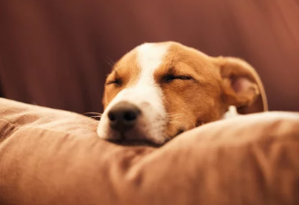 강아지와 포도 사진 /출처:어도비스톡