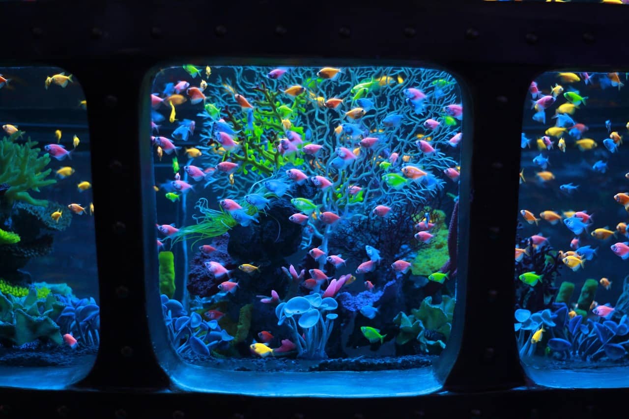 초보자를 위한 나노 어항 폐사 원인 체크리스트: 물잡이,환수,수온까지 한 번에 점검하는 현실 가이드