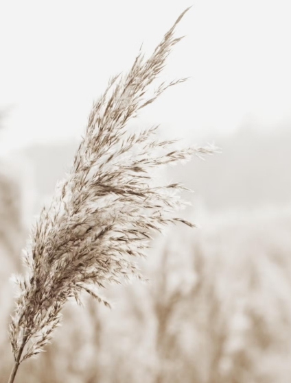 가을에 피는 꽃 종류 갈대