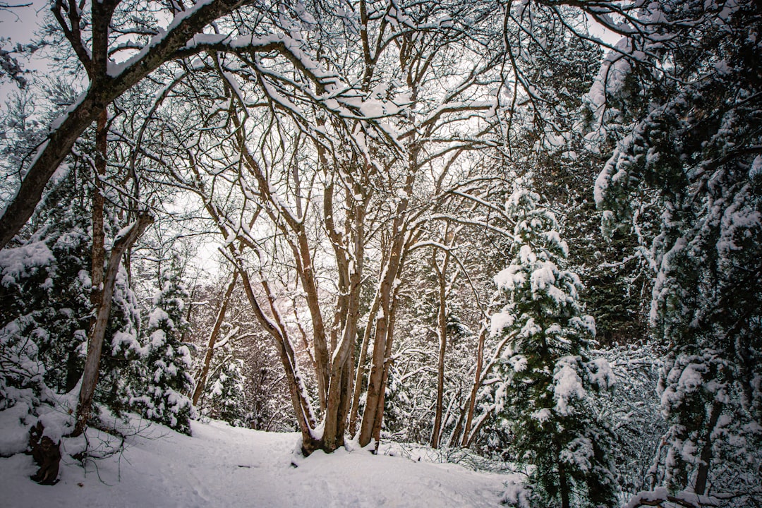 season