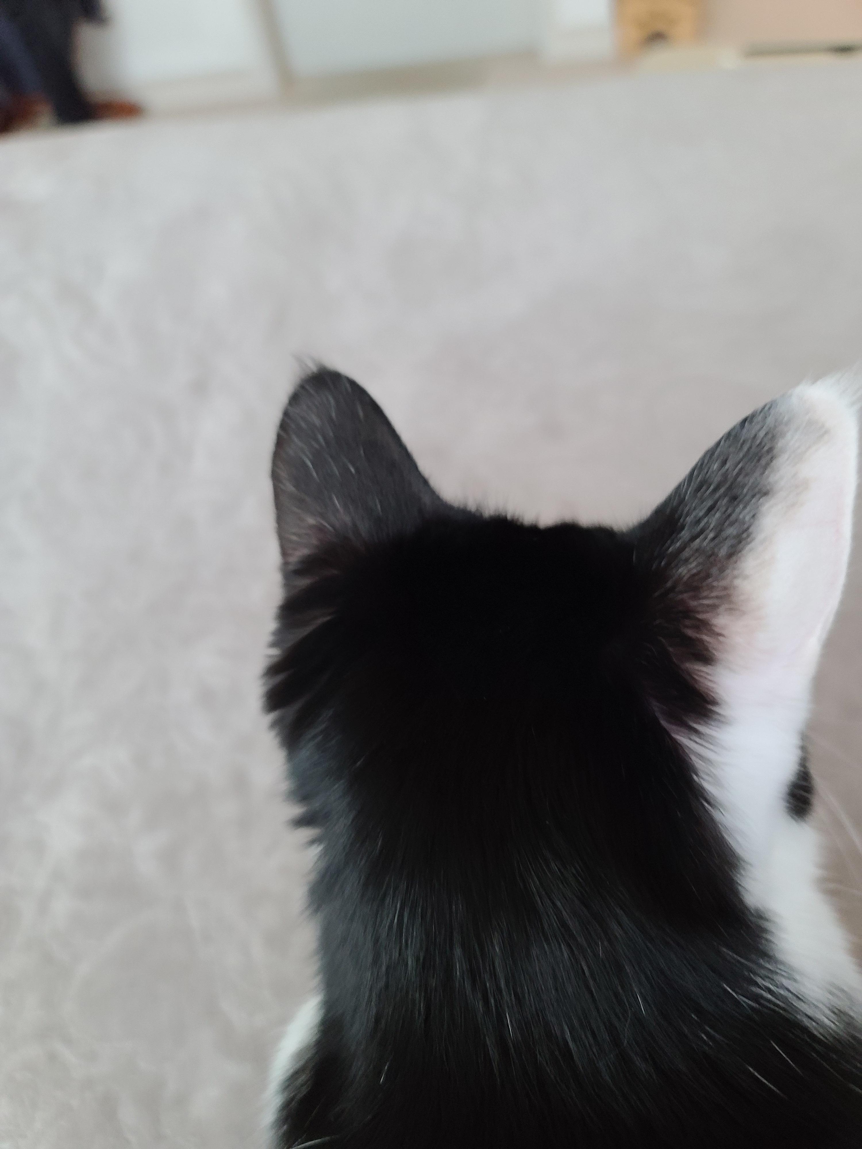 고양이들의 냥통수를 모아봤다. 치명적인 매력의 냥통수들.