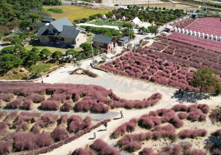 고창꽃객프로젝트-핑크뮬리-조경