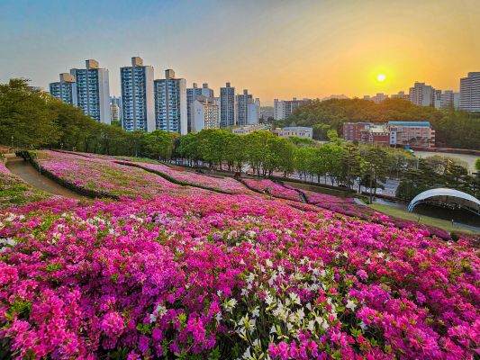 군포 철쭉축제