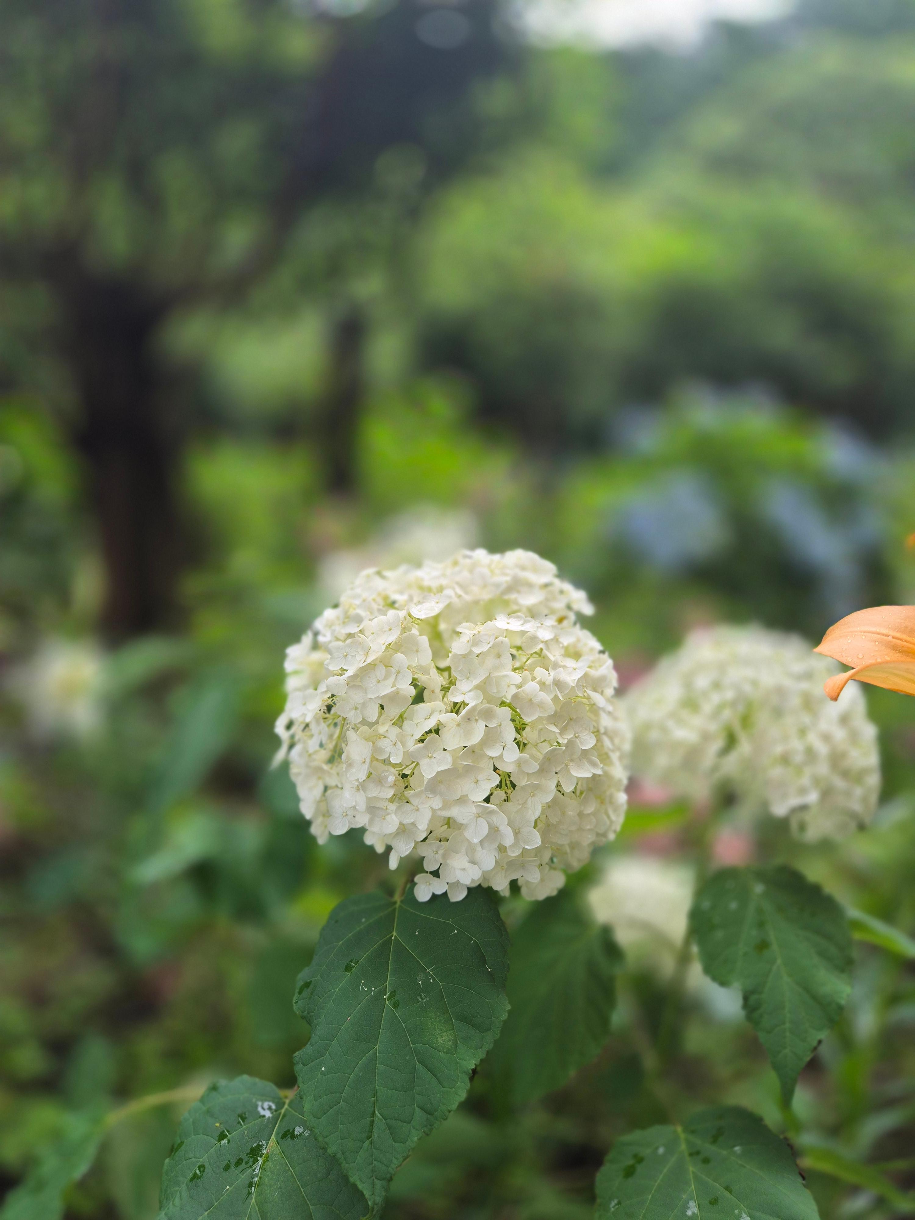 제주도 커플·가족 봄 여행코스(벚꽃 드라이브, 감성 카페, 오션뷰 숙소) 비밀의 숲