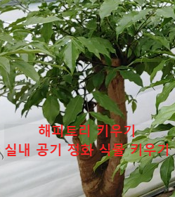 해피트리