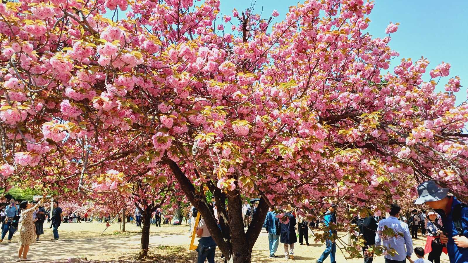 불국사 겹벚꽃3