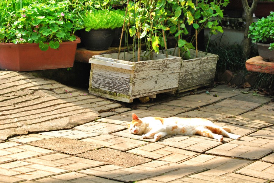 가나안 수양관 고양이