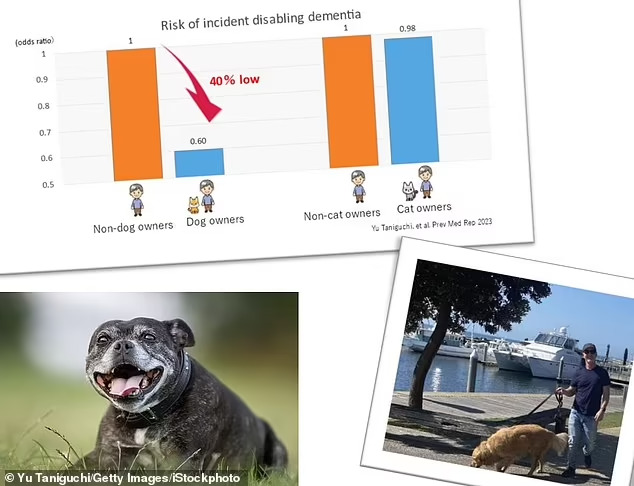 반려견, 노인 치매 위험 감소시켜 Why a dog is your BRAIN'S best friend