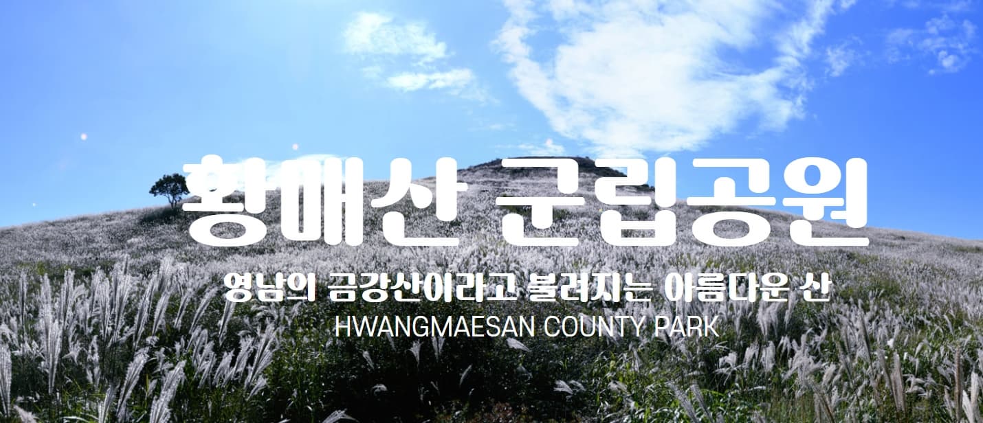 [경남 합천] 지역 가을 축제❘황매산 억새 축제❘기간, 일정, 실시간 개화 현황