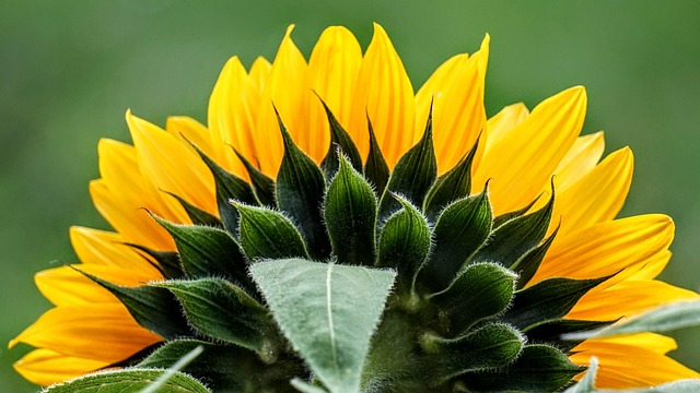함안 강주 해바라기 축제 일정