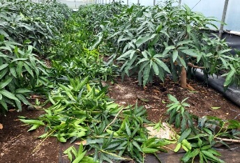 생생정보 수확의 달인 제주 애플망고 섬 농업회사법인 주문방법 생생정보2302회