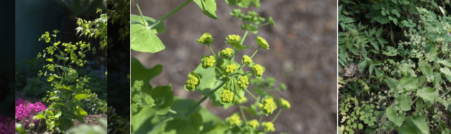 울릉도 멸종위기 동식물 섬시호가 사라지는 이유와 보전 방법