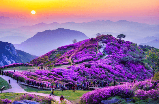 전국 4월 철쭉 축제 일정 총정리