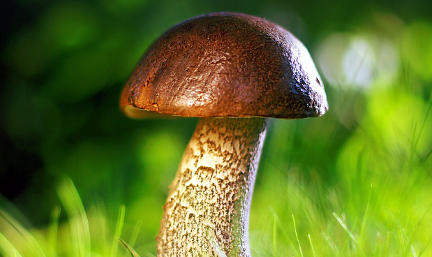 능이버섯 효능 : 기타 건강