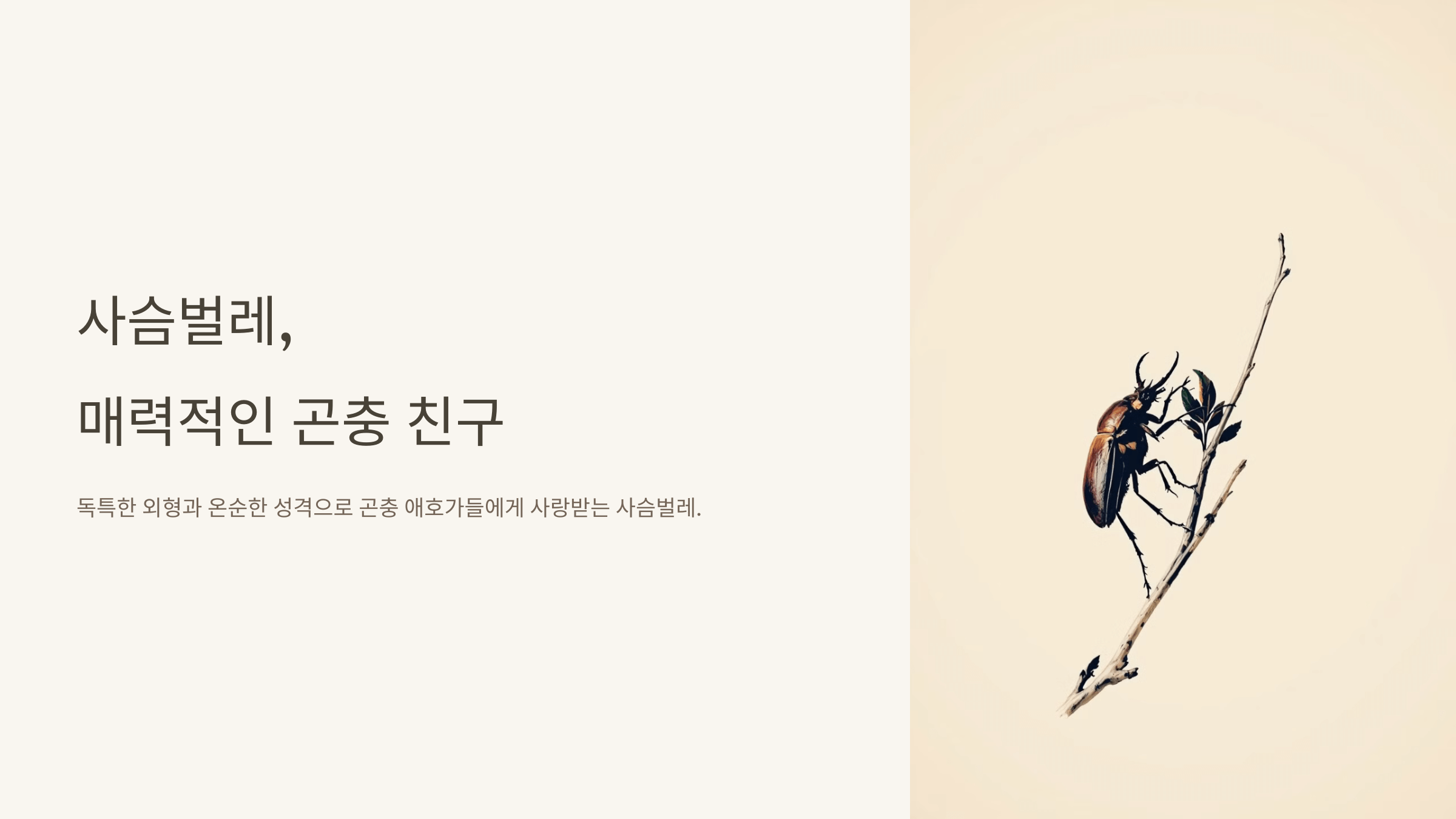 사슴벌레 사진입니다.