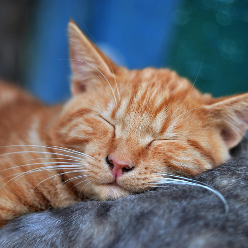 숙면에 좋은 음식