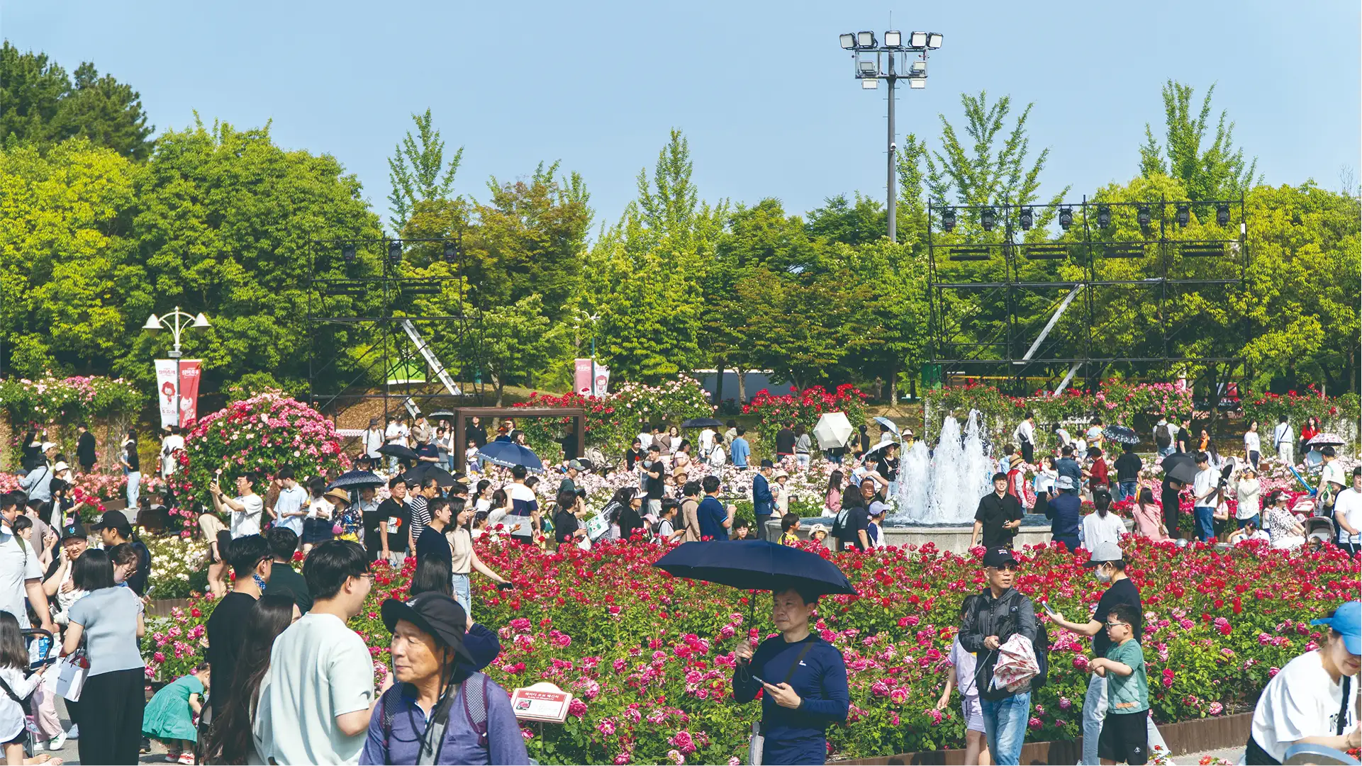 울산 장미축제