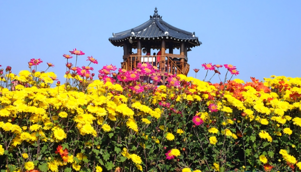 서산 국화축제