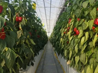 파프리카 재배 모종 선택 하우스 관리 착색 높이는법_33